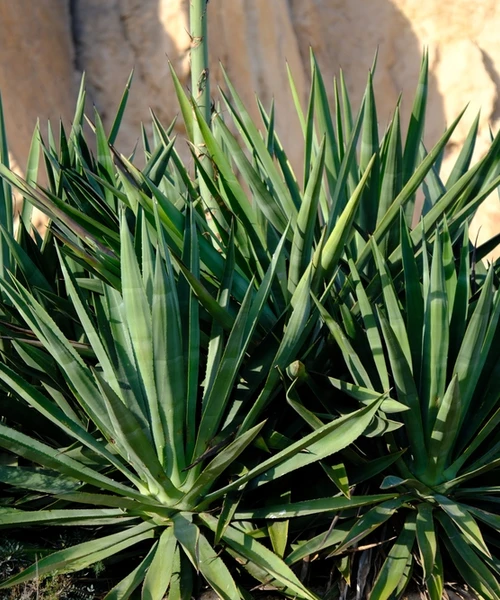 Pouštní stanoviště